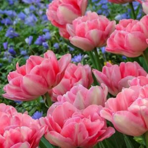 Тюльпан Фокстрот (Махровые ранние) купить по цене от 220р. в интернет-магазине «Посадика» с доставкой почтой в в Москве и по всей России – [изображение №1].