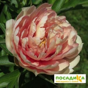 Пион ИТО-гибрид Канари Бриллиантс купить по цене от 510р. в интернет-магазине «Посадика» с доставкой почтой в в Москве и по всей России – [изображение №1].