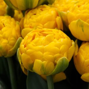 Тюльпан Голд Февер пионовидный купить по цене от 230р. в интернет-магазине «Посадика» с доставкой почтой в в Москве и по всей России – [изображение №1].