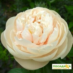 Эксклюзивный Пион Пастелеганс купить по цене от 21500р. в интернет-магазине «Посадика» с доставкой почтой в в Москве и по всей России – [изображение №1].