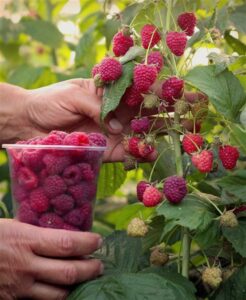 Малиновое дерево Таруса (Штамбовый сорт) купить по цене от 190р. в интернет-магазине «Посадика» с доставкой почтой в в Москве и по всей России – [изображение №1].