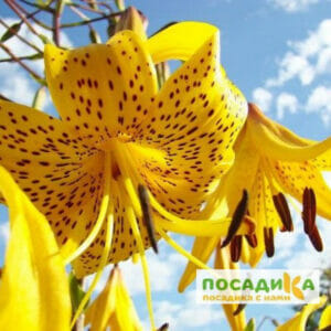 Лилия тигровая Йеллоу Тайгер купить по цене от 310.00р. в интернет-магазине «Посадика» с доставкой почтой в в Москве и по всей России – [изображение №1].