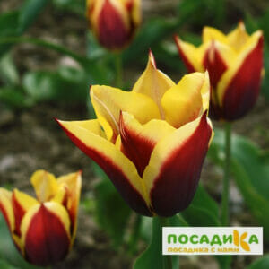 Тюльпан Триумф Гавота купить по цене от 220р. в интернет-магазине «Посадика» с доставкой почтой в в Москве и по всей России – [изображение №1].