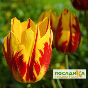 Тюльпан Триумф Холланд Куин купить по цене от 220р. в интернет-магазине «Посадика» с доставкой почтой в в Москве и по всей России – [изображение №1].