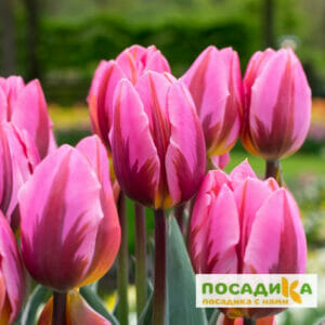 Тюльпан Триумф Претти Принцесс купить по цене от 220р. в интернет-магазине «Посадика» с доставкой почтой в в Москве и по всей России – [изображение №1].
