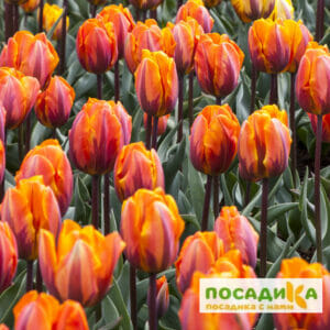 Тюльпан Триумф Принцесс Маргарет купить по цене от 230р. в интернет-магазине «Посадика» с доставкой почтой в в Москве и по всей России – [изображение №1].