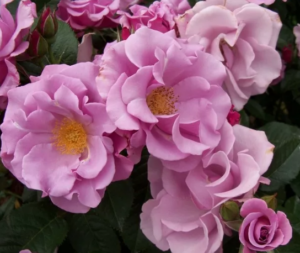 Роза Блуберри Хилл купить по цене от 400.00р. в интернет-магазине «Посадика» с доставкой почтой в в Москве и по всей России – [изображение №1].