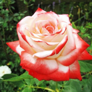 Роза Императрица Фарах купить по цене от 419.00р. в интернет-магазине «Посадика» с доставкой почтой в в Москве и по всей России – [изображение №1].