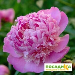 Пион Эдулис Суперба купить по цене от 440р. в интернет-магазине «Посадика» с доставкой почтой в в Москве и по всей России – [изображение №1].