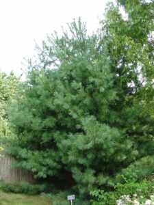 Сосна кедровая Арманда купить по цене от 480.00р. в интернет-магазине «Посадика» с доставкой почтой в в Москве и по всей России – [изображение №1].