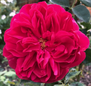 Роза Томас Бакет купить по цене от 400.00р. в интернет-магазине «Посадика» с доставкой почтой в в Москве и по всей России – [изображение №1].