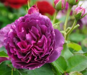 Роза Минерва купить по цене от 400.00р. в интернет-магазине «Посадика» с доставкой почтой в в Москве и по всей России – [изображение №1].