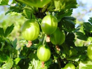 Крыжовник Уральский бесшипный купить по цене от 300.00р. в интернет-магазине «Посадика» с доставкой почтой в в Москве и по всей России – [изображение №1].