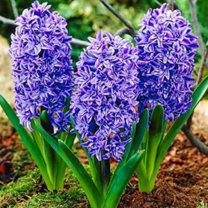 Гиацинт Кристал Пэлас купить по цене от 240р. в интернет-магазине «Посадика» с доставкой почтой в в Москве и по всей России – [изображение №1].