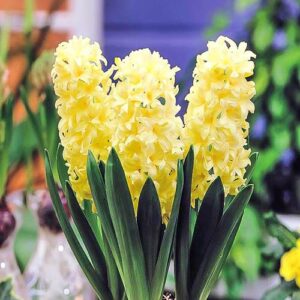 Гиацинт Джипси Принцесс купить по цене от 240р. в интернет-магазине «Посадика» с доставкой почтой в в Москве и по всей России – [изображение №1].