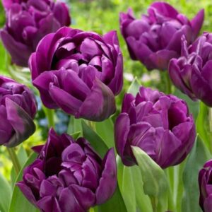 Тюльпан махровые Перпл Пион купить по цене от 230р. в интернет-магазине «Посадика» с доставкой почтой в в Москве и по всей России – [изображение №1].