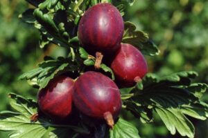 Крыжовник Маяк купить по цене от 320.00р. в интернет-магазине «Посадика» с доставкой почтой в в Москве и по всей России – [изображение №1].