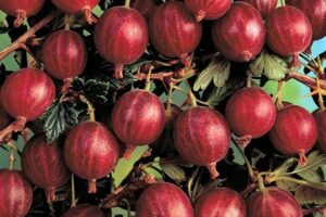 Крыжовник Консул Слабошиповатый купить по цене от 320.00р. в интернет-магазине «Посадика» с доставкой почтой в в Москве и по всей России – [изображение №1].