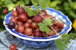 Крыжовник Сеянец Лефора купить по цене от 320.00р. в интернет-магазине «Посадика» с доставкой почтой в в Москве и по всей России – [изображение №1].