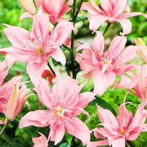 Лилия азиатская махровая Афродита купить по цене от 360р. в интернет-магазине «Посадика» с доставкой почтой в в Москве и по всей России – [изображение №1].