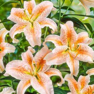 Лилия азиатская Салмон Стар купить по цене от 360р. в интернет-магазине «Посадика» с доставкой почтой в в Москве и по всей России – [изображение №1].