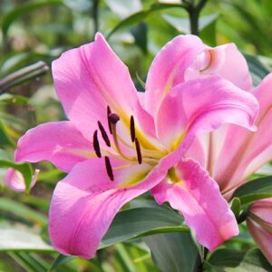 Лилия-гигант (ОТ-гибрид) Дольче Энд Габбана купить по цене от 360р. в интернет-магазине «Посадика» с доставкой почтой в в Москве и по всей России – [изображение №1].