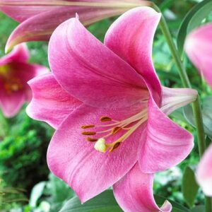 Лилия (ЛО-гибрид) Пинк Хевен купить по цене от 360р. в интернет-магазине «Посадика» с доставкой почтой в в Москве и по всей России – [изображение №1].