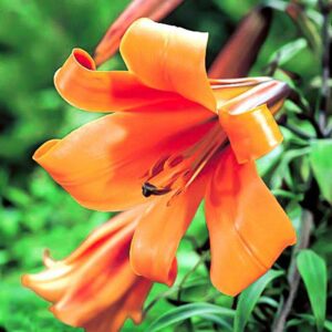 Лилия трубчатая Африкан Квин купить по цене от 360р. в интернет-магазине «Посадика» с доставкой почтой в в Москве и по всей России – [изображение №1].