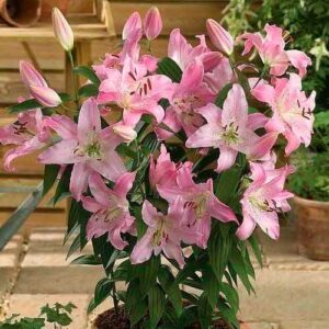 Лилия Фаролито купить по цене от 360р. в интернет-магазине «Посадика» с доставкой почтой в в Москве и по всей России – [изображение №1].