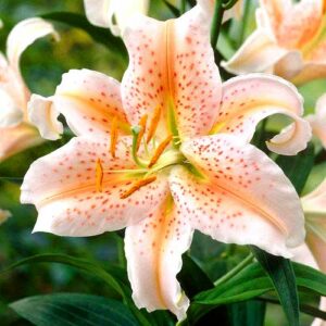 Лилия восточная (ориенталь) Салмон Стар купить по цене от 360р. в интернет-магазине «Посадика» с доставкой почтой в в Москве и по всей России – [изображение №1].