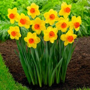 Нарцисс Ред Девон купить по цене от 200.00р. в интернет-магазине «Посадика» с доставкой почтой в в Москве и по всей России – [изображение №1].