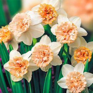 Нарцисс махровый Рози Клауд купить по цене от 200.00р. в интернет-магазине «Посадика» с доставкой почтой в в Москве и по всей России – [изображение №1].