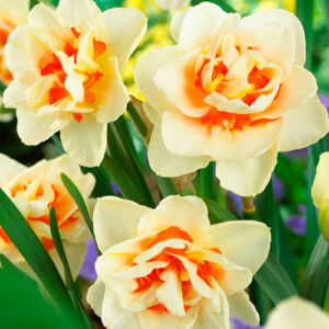 Нарцисс махровый Фэшн купить по цене от 200.00р. в интернет-магазине «Посадика» с доставкой почтой в в Москве и по всей России – [изображение №1].