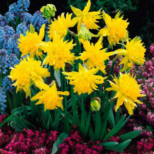 Нарцисс мини Рип Ван Винкл купить по цене от 200.00р. в интернет-магазине «Посадика» с доставкой почтой в в Москве и по всей России – [изображение №1].