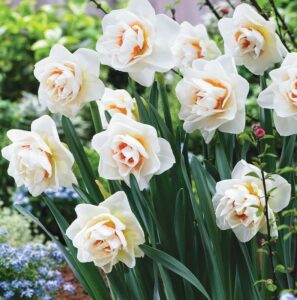 Нарцисс махровый Гай Кибо купить по цене от 250.00р. в интернет-магазине «Посадика» с доставкой почтой в в Москве и по всей России – [изображение №1].