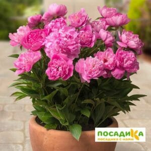 Пион Патио Рим купить по цене от 390р. в интернет-магазине «Посадика» с доставкой почтой в в Москве и по всей России – [изображение №1].