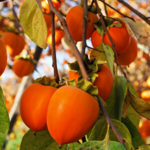 Хурма Роман-Кош купить по цене от 420.00р. в интернет-магазине «Посадика» с доставкой почтой в в Москве и по всей России – [изображение №1].