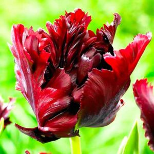 Тюльпан попугайный Блэк Пэррот купить по цене от 230р. в интернет-магазине «Посадика» с доставкой почтой в в Москве и по всей России – [изображение №1].