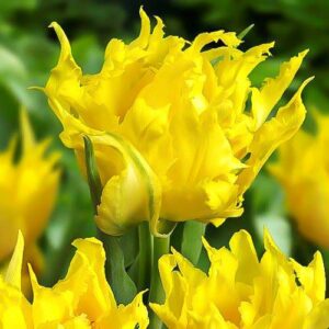 Тюльпан лилиецветный Монте Спайдер купить по цене от 220р. в интернет-магазине «Посадика» с доставкой почтой в в Москве и по всей России – [изображение №1].