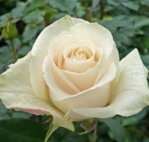 Роза чайно-гибридная Венделла купить по цене от 409.00р. в интернет-магазине «Посадика» с доставкой почтой в в Москве и по всей России – [изображение №1].