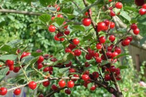 Вишня войлочная Царевна купить по цене от 310.00р. в интернет-магазине «Посадика» с доставкой почтой в в Москве и по всей России – [изображение №1].