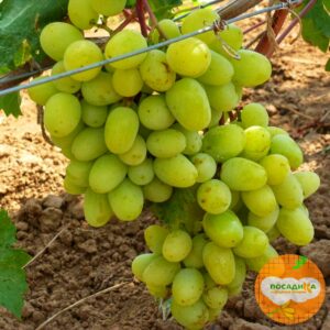 Виноград Восторг купить по цене от 310р. в интернет-магазине «Посадика» с доставкой почтой в в Москве и по всей России – [изображение №1].