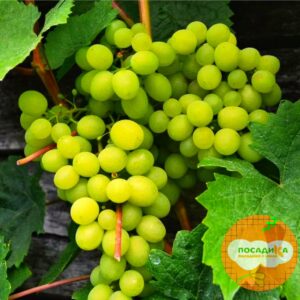 виноград Алёшенькин купить по цене от 280р. в интернет-магазине «Посадика» с доставкой почтой в в Москве и по всей России – [изображение №1].