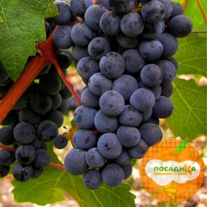 Виноград Каберне Совиньон купить по цене от 310р. в интернет-магазине «Посадика» с доставкой почтой в в Москве и по всей России – [изображение №1].