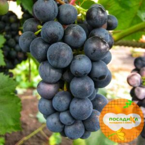 Виноград Магия купить по цене от 310р. в интернет-магазине «Посадика» с доставкой почтой в в Москве и по всей России – [изображение №1].