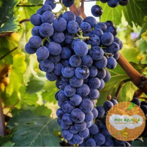 Виноград Северный Плечистик купить по цене от 310р. в интернет-магазине «Посадика» с доставкой почтой в в Москве и по всей России – [изображение №1].