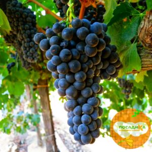 Виноград Альфа купить по цене от 280р. в интернет-магазине «Посадика» с доставкой почтой в в Москве и по всей России – [изображение №1].