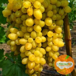 Виноград Лорус купить по цене от 280р. в интернет-магазине «Посадика» с доставкой почтой в в Москве и по всей России – [изображение №1].