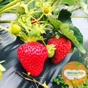 Клубника Аромас купить по цене от 380р. в интернет-магазине «Посадика» с доставкой почтой в в Москве и по всей России – [изображение №1].