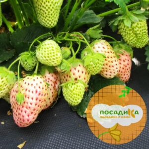 Клубника Белый швед купить по цене от 380р. в интернет-магазине «Посадика» с доставкой почтой в в Москве и по всей России – [изображение №1].